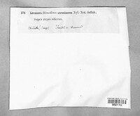 Image of Helmutiopsis atrocinerea